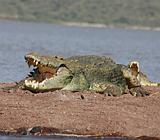 Ethiopia - Lago Chamo - Coccodrilli - 07